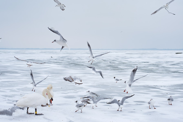 Jegesedésnek indulhat a Balaton