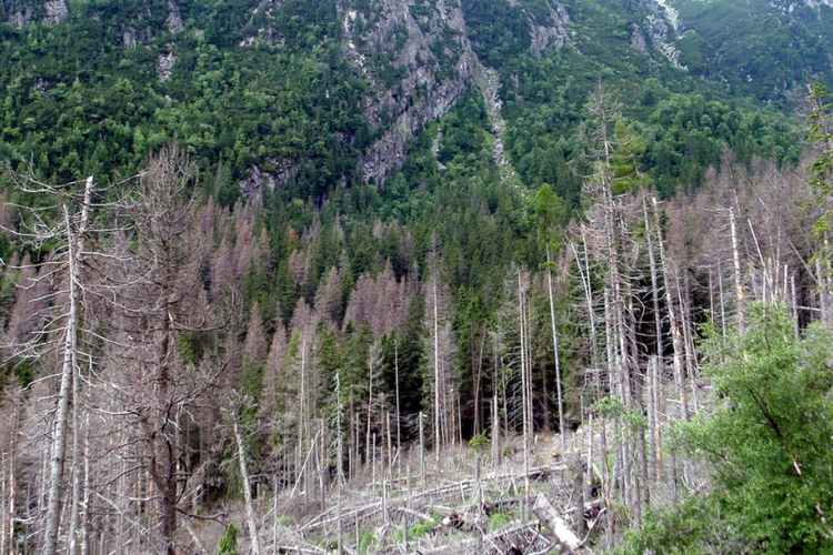 ATOMKI: a klímaváltozás előrehaladását jelzi a lucfenyők gyorsuló pusztulása Magyarországon