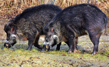 Nébih: Baranya vármegyei vaddisznóban állapították meg az afrikai sertéspestis jelenlétét